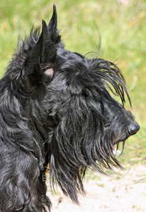 Anna, Kopfstudie im Sylter Wind.