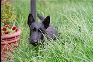 Anna auf Gartenpatroullie