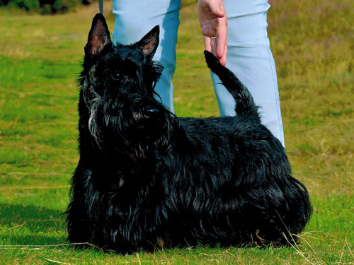 Felix im Sommer 2013