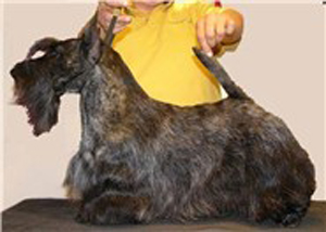 Henry frisch geb&uuml;rstet.