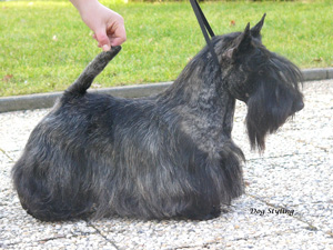 Henry mal chic gemacht.