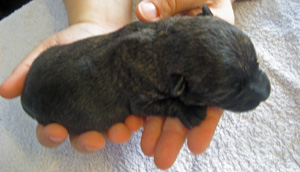 Colllen 1 Woche alt.