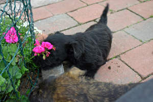 Blumen