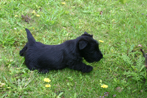 DeeDee schleicht