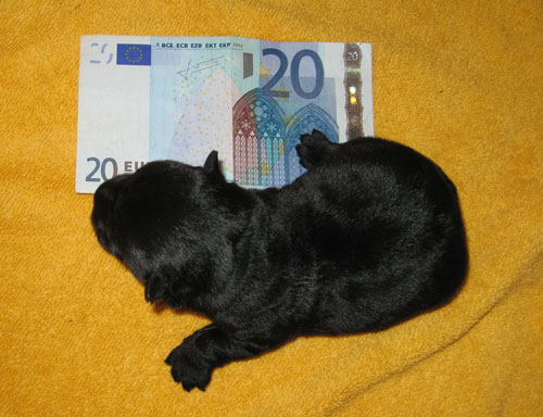 Gr&ouml;&szlig;envergleich